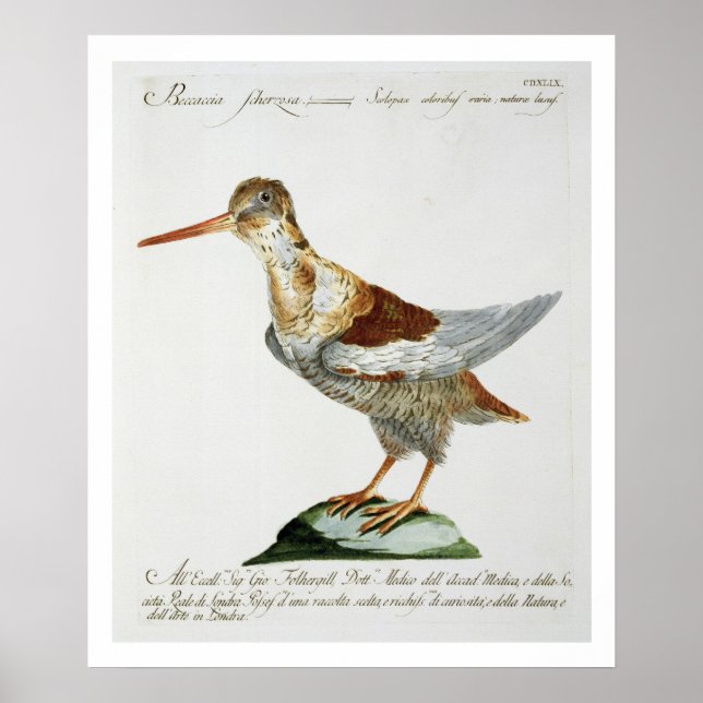 Snipe, c.1767-76 (hand colored engraving) poster (Front)