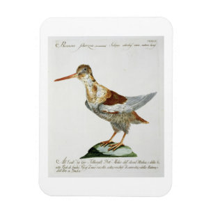 Snipe, c.1767-76 (hand coloured engraving) magnet
