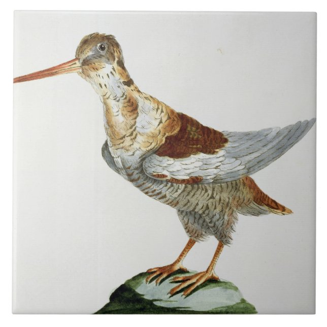 Snipe, c.1767-76 (hand coloured engraving) tile (Front)