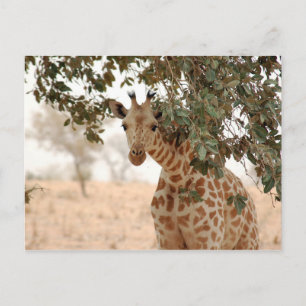 Snoopy Giraffe Postcard