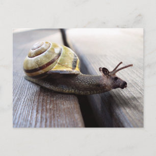 Snoose Postcard