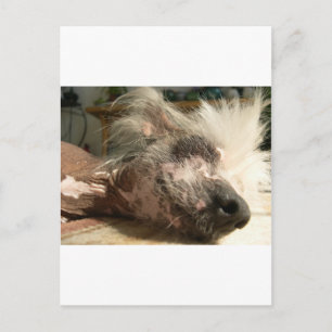 snooze postcard
