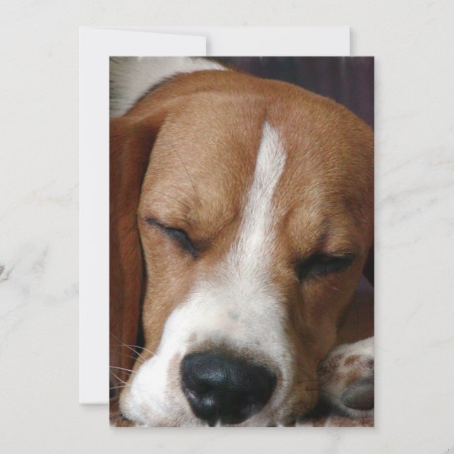 Snoozing Beagle Invitation (Front)