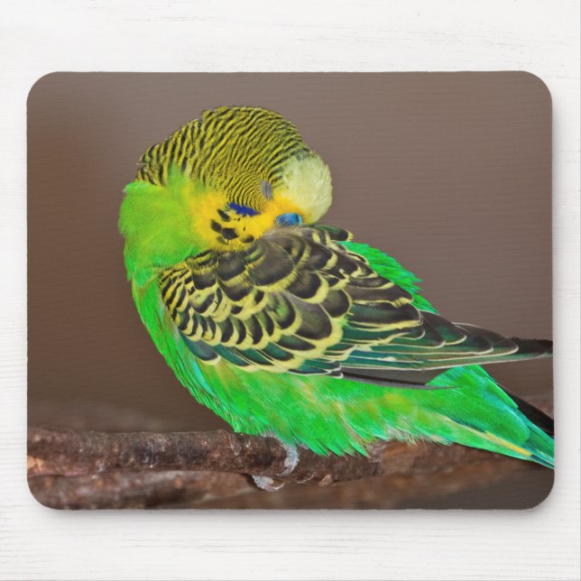 Snoozing Budgie Mousemat (Front)