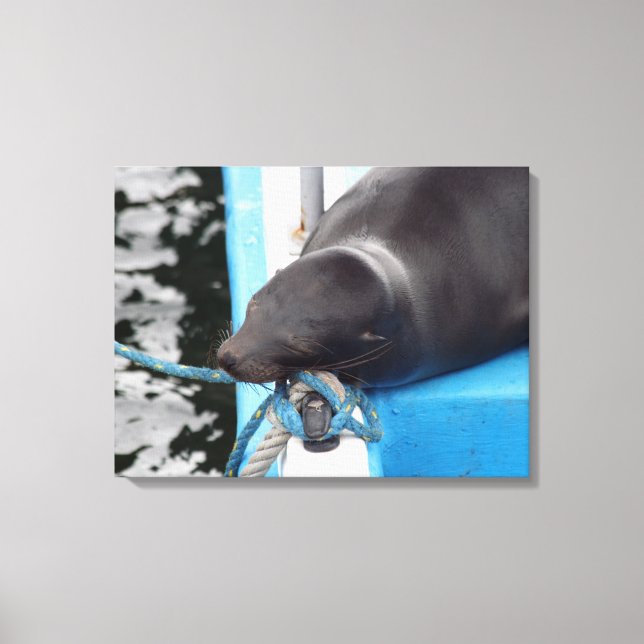 Snoozing Galapagos Sea Lion Canvas Print (Front)