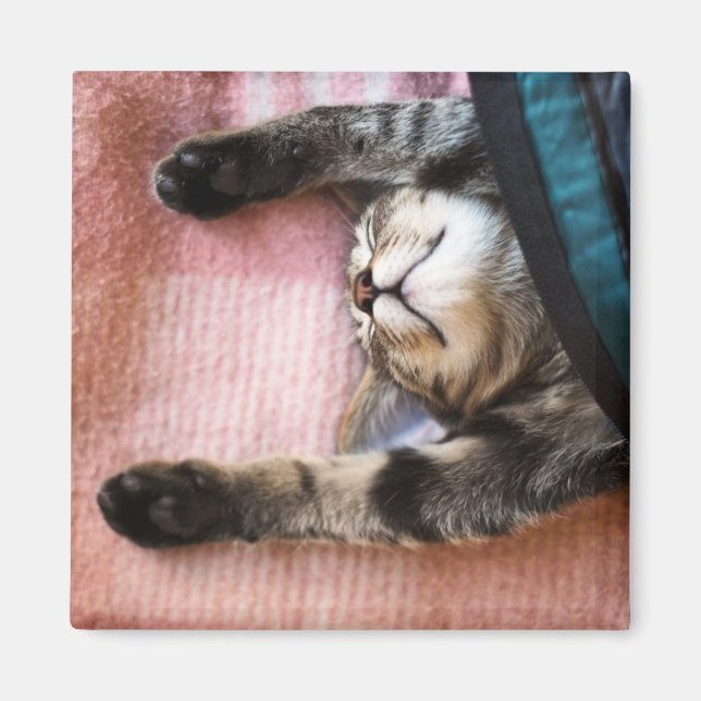 Snoozing Kitten Magnet (Front)