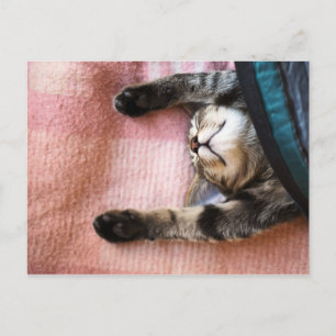 Snoozing Kitten Postcard