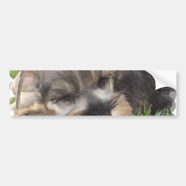 Snoozing Schnauzer Bumper Sticker (Front)