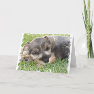 Snoozing Schnauzer Greeting Card