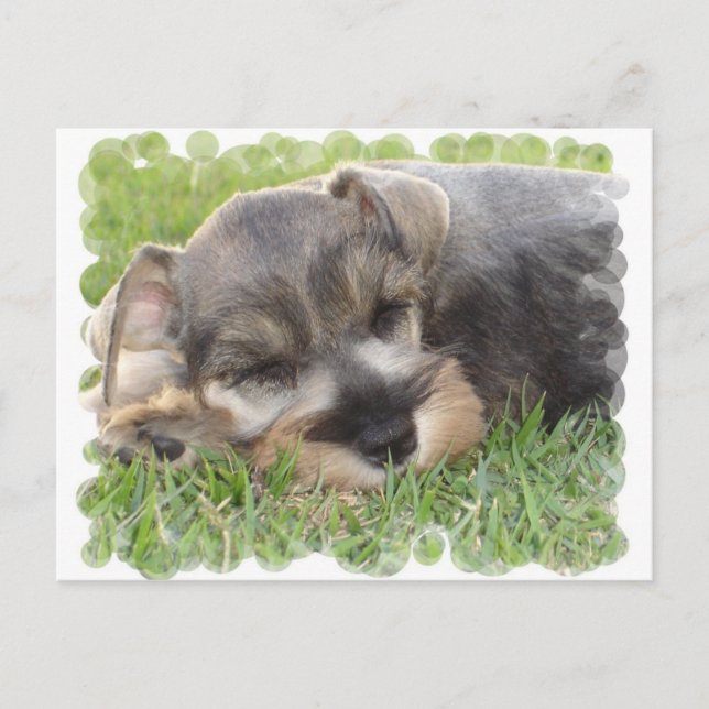 Snoozing Schnauzer Postcard (Front)