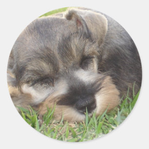 Snoozing Schnauzer Sticker