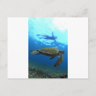 Snorkelling with sea turtle Galapagos Islands Postcard