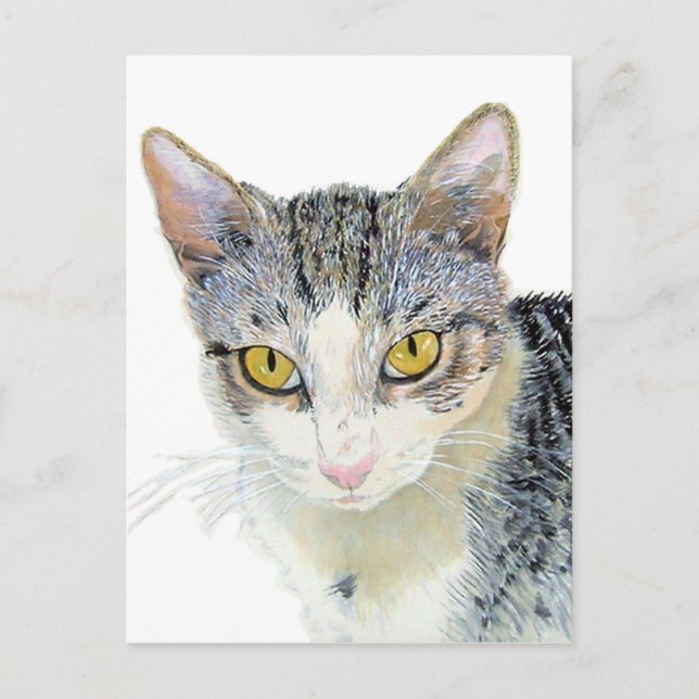 Snoshu the Cat Postcard (Front)