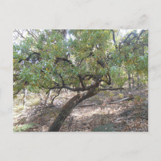 Snottygobble Old Hag Bush Tree Postcard