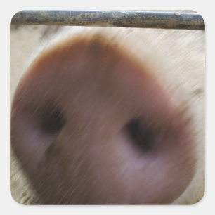Snout Square Sticker