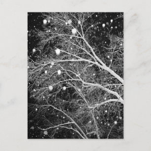 Snow Among Branches Postcard