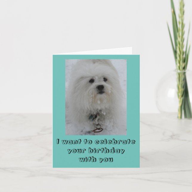 Snow Angels Coton Funny Birthday Card (Front)