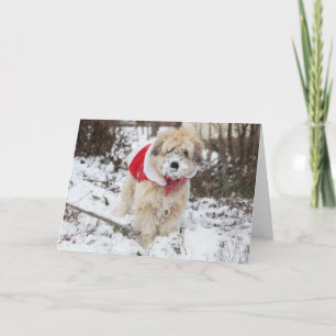 Snow Beard Holiday Card