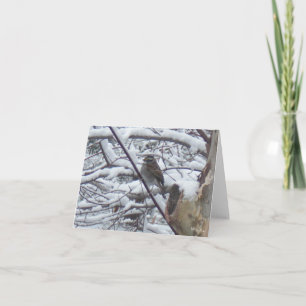 Snow Bird Note Cards