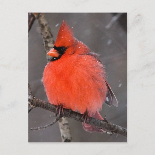 Snow Bird Postcard (Front)