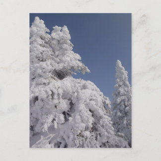 Snow Blanketed Pine Trees Postcard