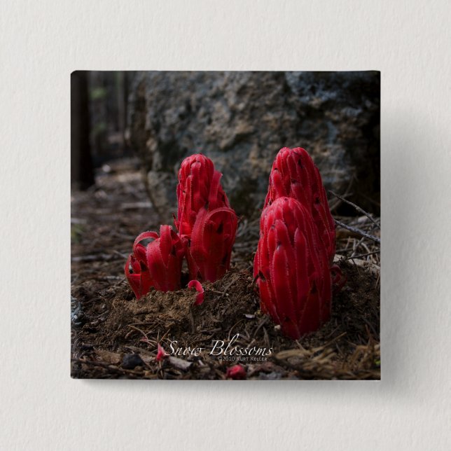 Snow Blossoms 15 Cm Square Badge (Front)