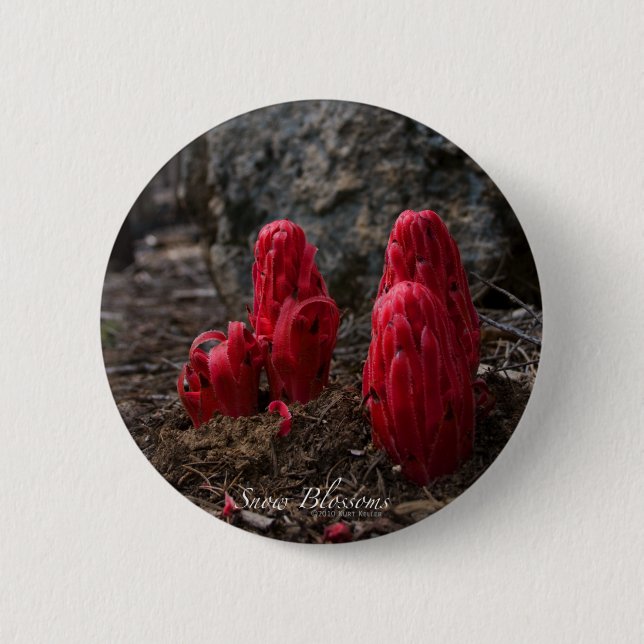 Snow Blossoms 6 Cm Round Badge (Front)