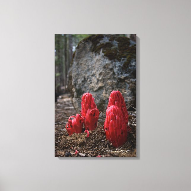 Snow Blossoms Canvas Print (Front)