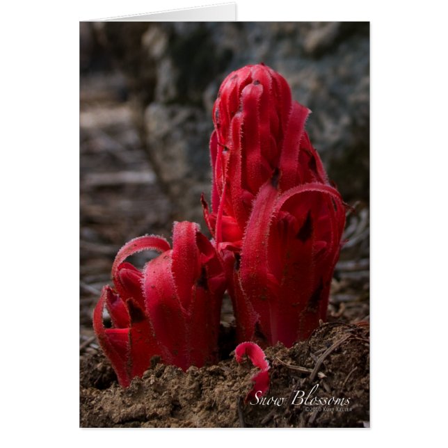 Snow Blossoms Card (Front)