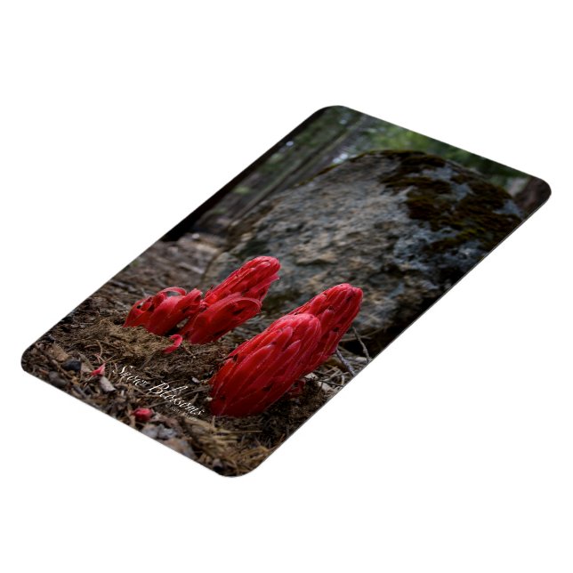 Snow Blossoms Magnet (Left Side)