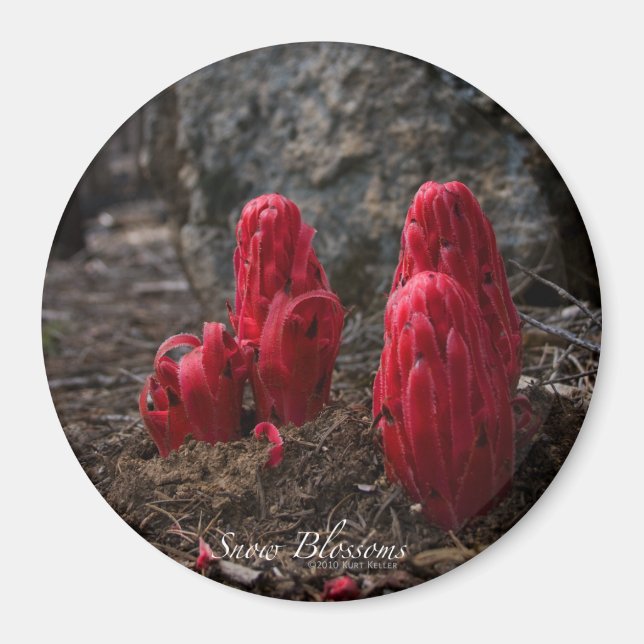 Snow Blossoms Magnet (Front)