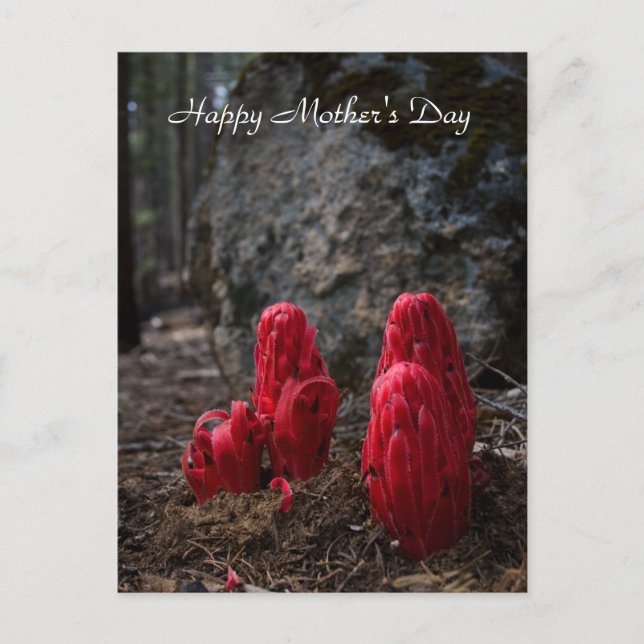 Snow Blossoms Mother's Day Postcard (Front)