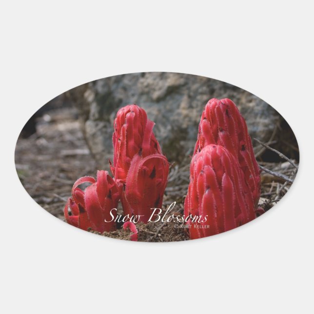 Snow Blossoms Oval Sticker (Front)