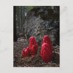 Snow Blossoms Photo Postcard