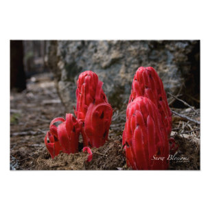 Snow Blossoms Photo Print