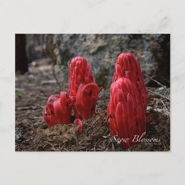 Snow Blossoms Postcard (Front)