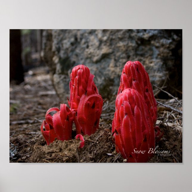 Snow Blossoms Poster (Front)