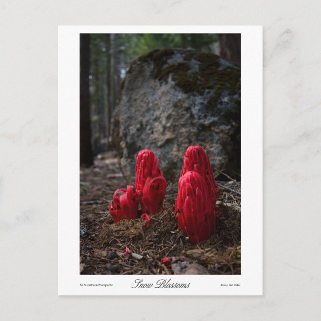 Snow Blossoms Prints Postcard (Front)