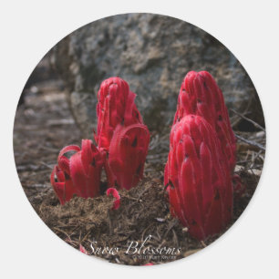 Snow Blossoms Sticker