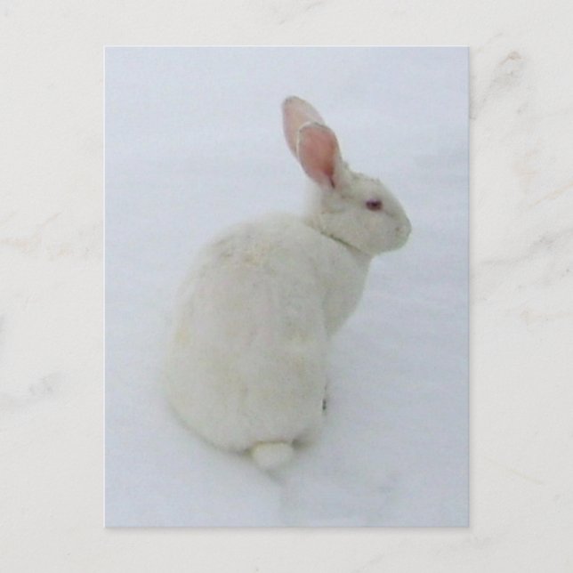Snow Bunny Postcard (Front)