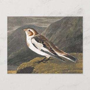 Snow Bunting by John James Audubon, Vintage Bird Postcard