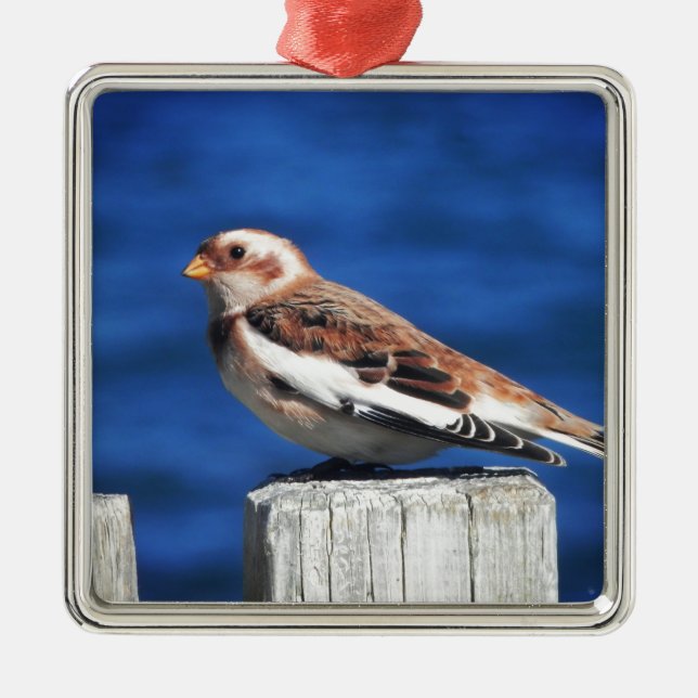 Snow Bunting Metal Tree Decoration (Front)
