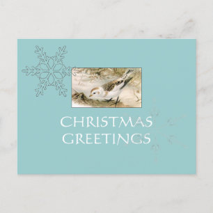 Snow Bunting postcard