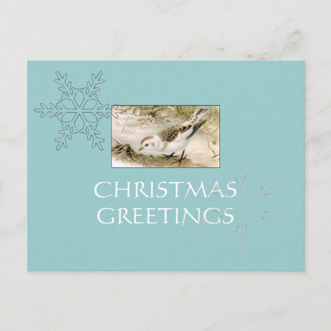 Snow Bunting postcard (Front)