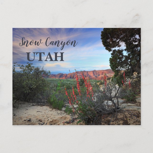 Snow Canyon Utah Wildflowers Postcard (Front)