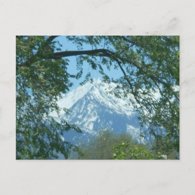 Snow-capped Mountain through Foliage Postcard (Front)