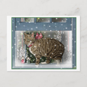 Snow Cat Postcard