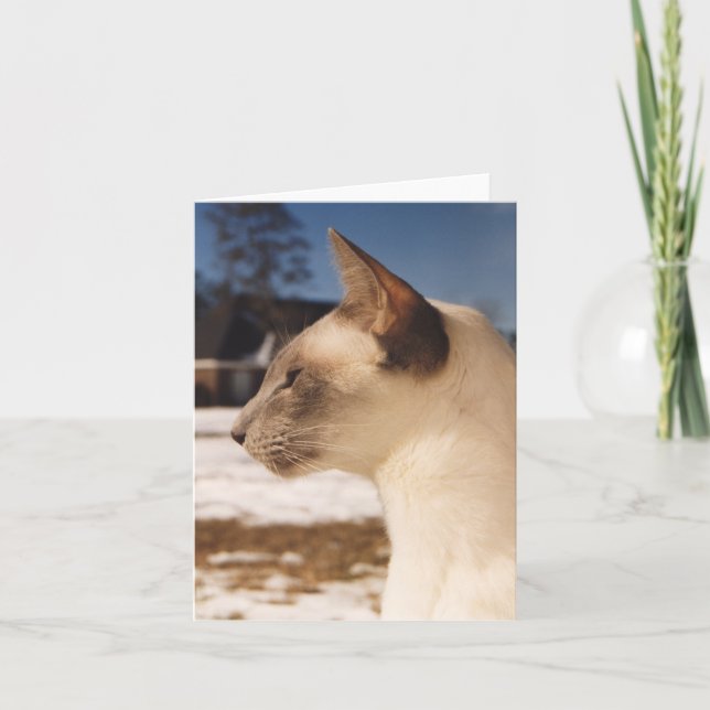 Snow Cat - Siamese Blue Point Profile Card (Front)