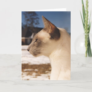 Snow Cat - Siamese Blue Point Profile Card