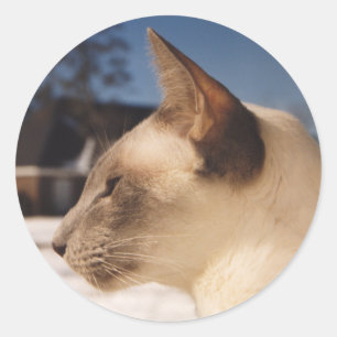 Snow Cat - Siamese Blue Point Profile Classic Round Sticker